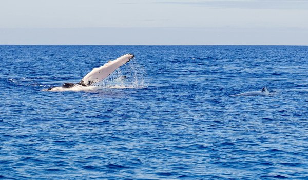 What are the best holiday rentals in the Scottish Isles for whale watching?